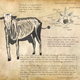 Illustration for article titled If Charles Darwin Had Studied Pokémon...